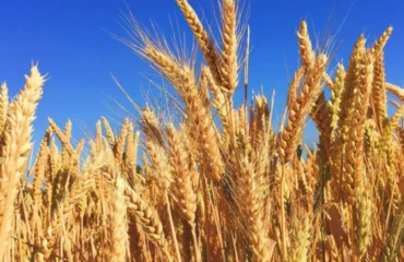 Пшениця