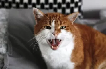 Кішка