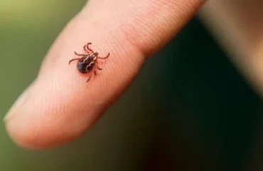 На Хмельниччині попередили про небезпеку іксодових кліщів