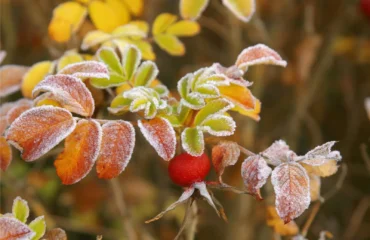 Синоптик розповів, коли по Україні вдарять перші заморозки