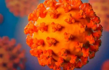 Що відомо про новий штам COVID-19 «Пірола»