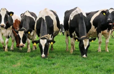 Корови / фото ілюстроване