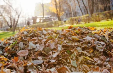 Осіннє прибирання / фото ілюстроване