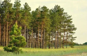Сосни / фото ілюстроване