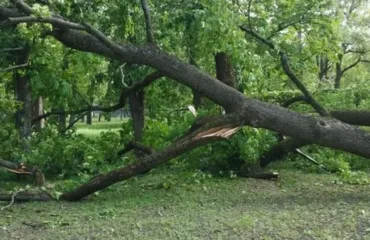 Повалення дерев / фото ілюстроване