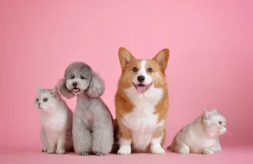 Домашні тварини / фото ілюстроване pixabay.com