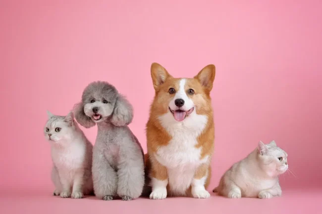 Домашні тварини / фото ілюстроване pixabay.com