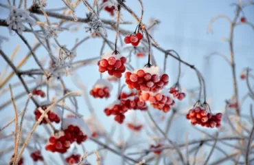 Морозна погода / фото ілюстроване pixabay.com