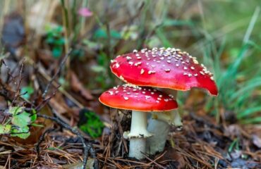 Розкриття терапевтичного потенціалу червоного мухомора: вичерпний посібник