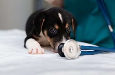 Відеоендоскопія