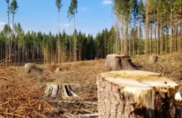 Вирубка лісу