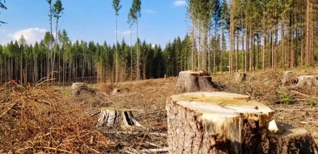Вирубка лісу