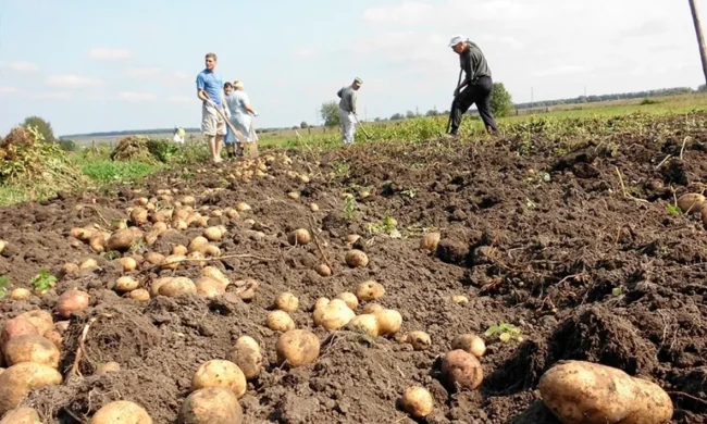 Збір врожаю