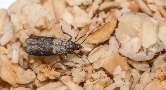 Харчова міль