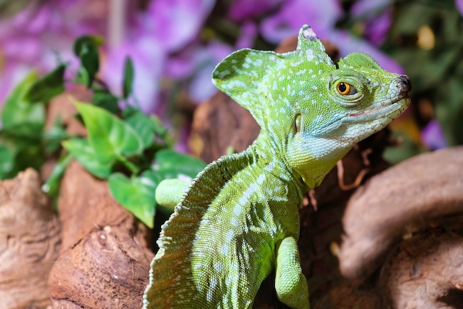 Декорации для террариума – прихоть или необходимость