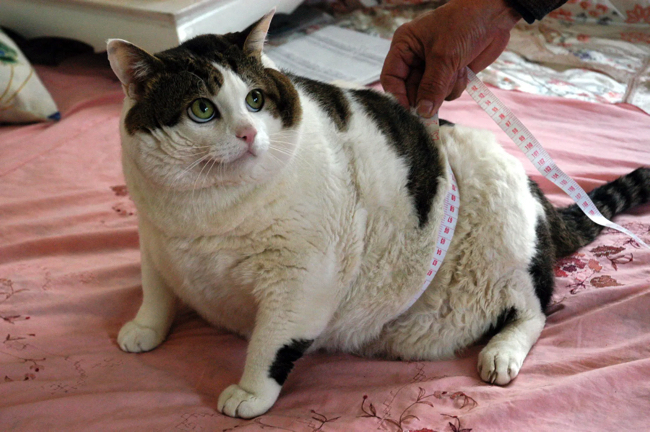 Надмірний набір ваги