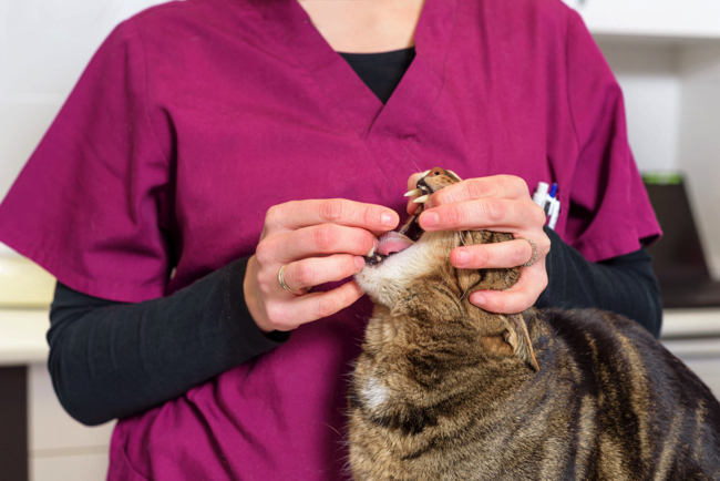 Найпоширеніші проблеми зі здоров'ям у домашніх котів