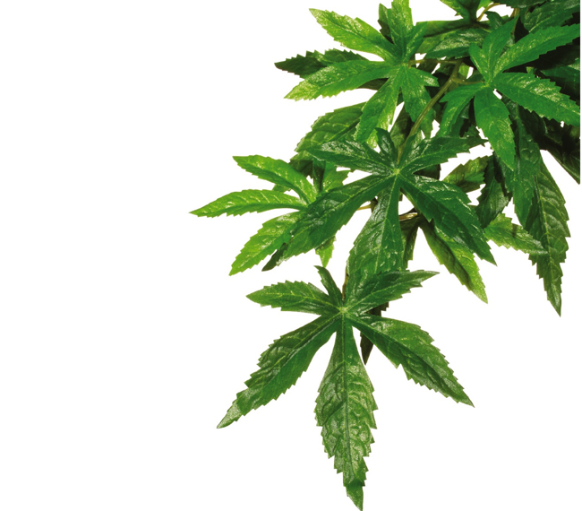 Практическое значение аксессуаров для террариума Практическое значение аксессуаров для террариума