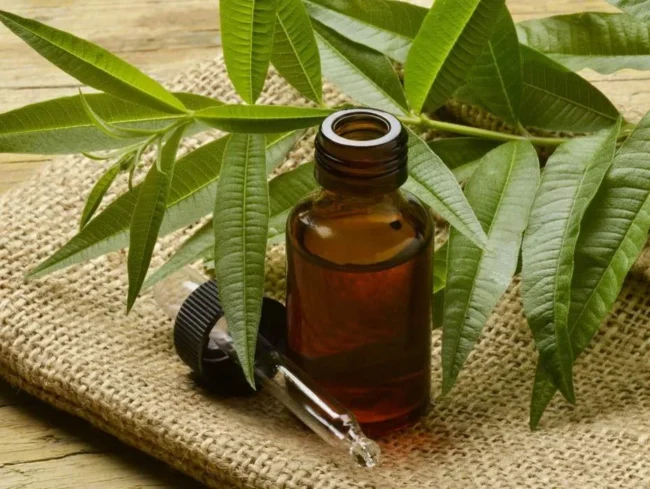 Олія чайного дерева