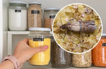 Харчова міль