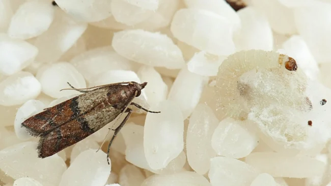 Харчова міль