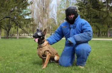 Міннорозшукова собака