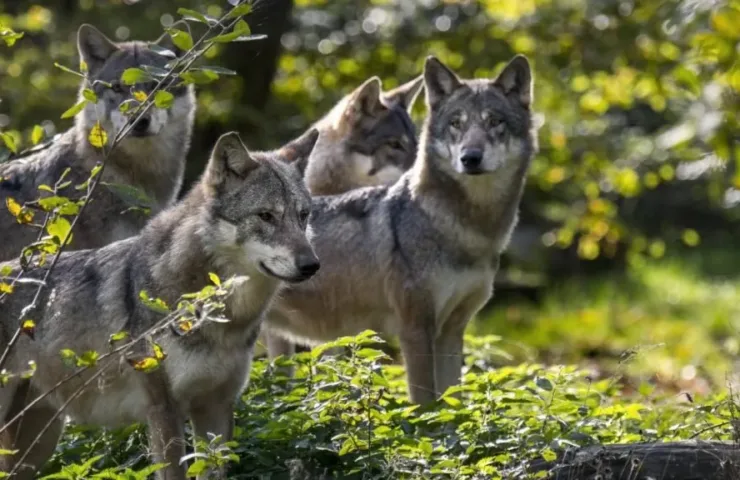 Зграя вовків