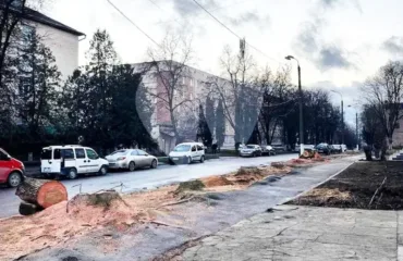 Зрізані дерева