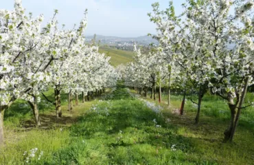 Штрафи за дерева