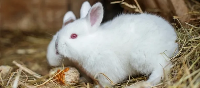 Список базових речей для кролика