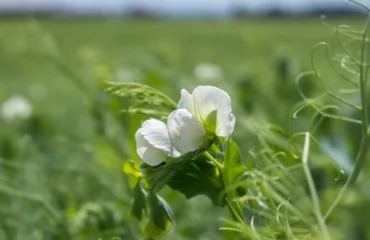 Что такое гербицид для бобовых и кукурузы и как он работает?