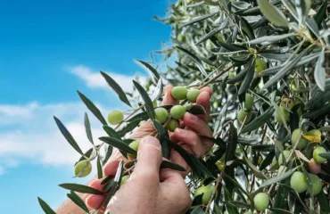 Оливки и маслины: в чем разница и в какие блюда их можно добавлять