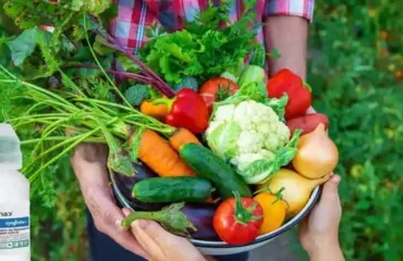 Почему вам стоит выбрать фунгицид для борьбы с грибками: советы бывалого огородника