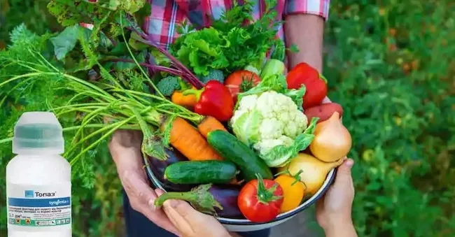 Почему вам стоит выбрать фунгицид для борьбы с грибками: советы бывалого огородника