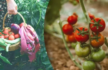 Посівний календар на серпень