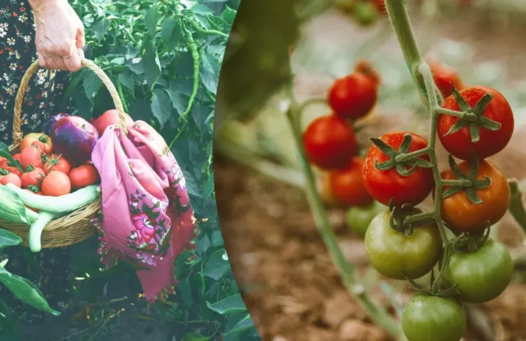 Посівний календар на серпень