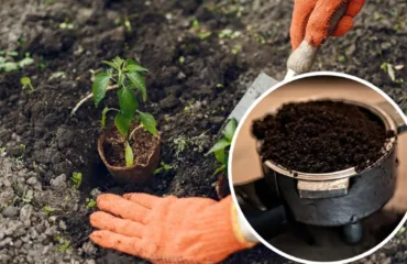 Як використовувати кавову гущу у садівництві