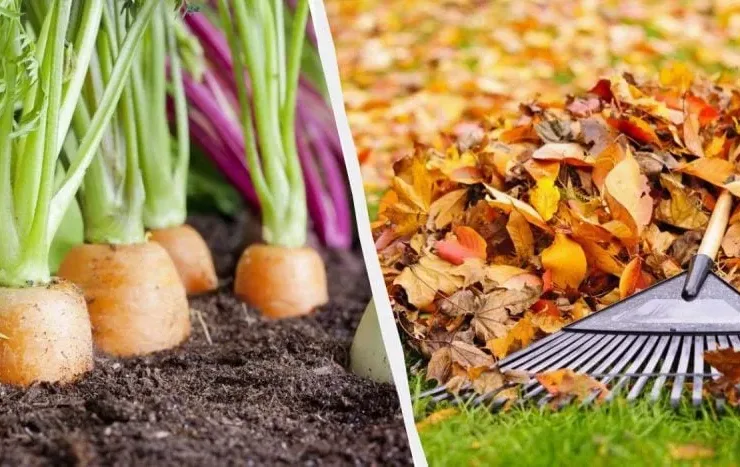 Посівний календар на жовтень