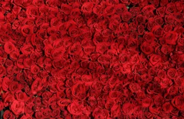 Квіти крізь віки: як змінювались смаки та символіка