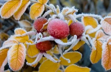 Перші заморозки