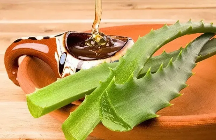 Як правильно пити алое