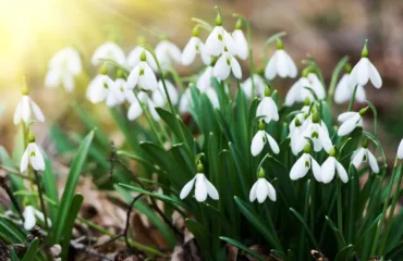 Підсніжники