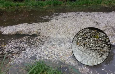 Після візуального огляду річки Плоска  виявили мертвими понад 27 тисяч 700 рибин